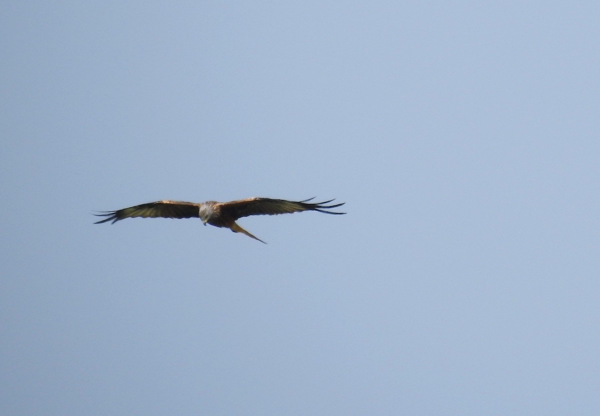 Red Kite - ML638229861