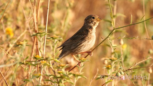 Corn Bunting - ML638229864
