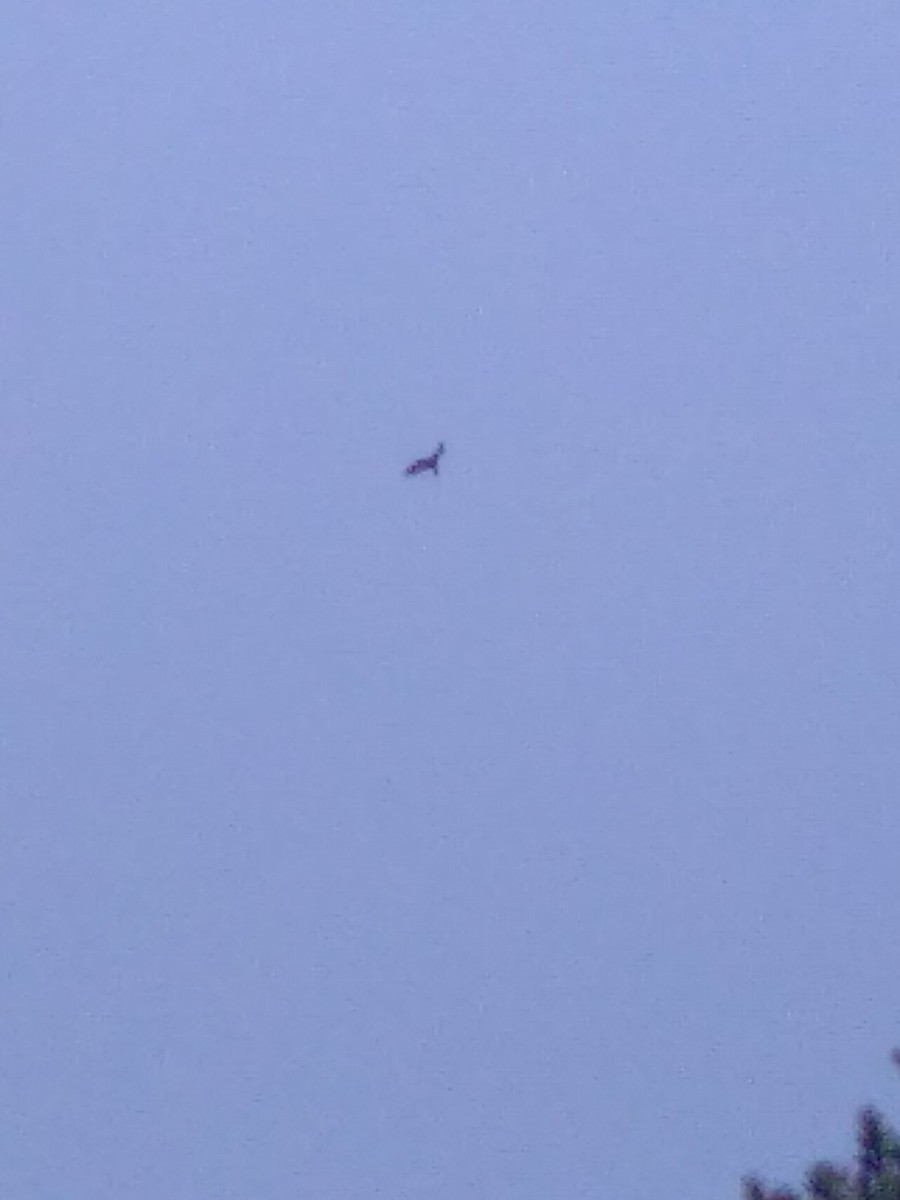 Turkey Vulture - ML638229873