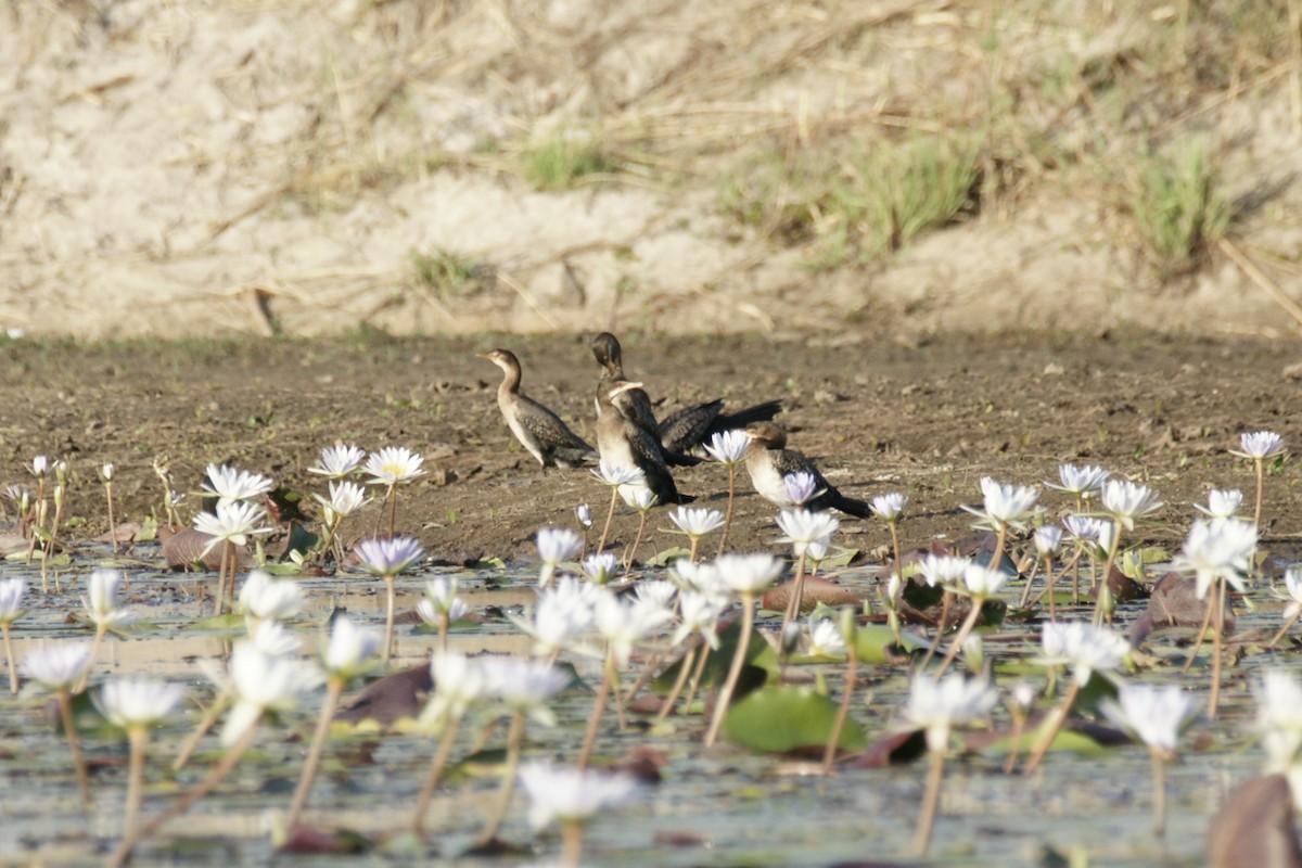Reed Cormorant - ML638229881