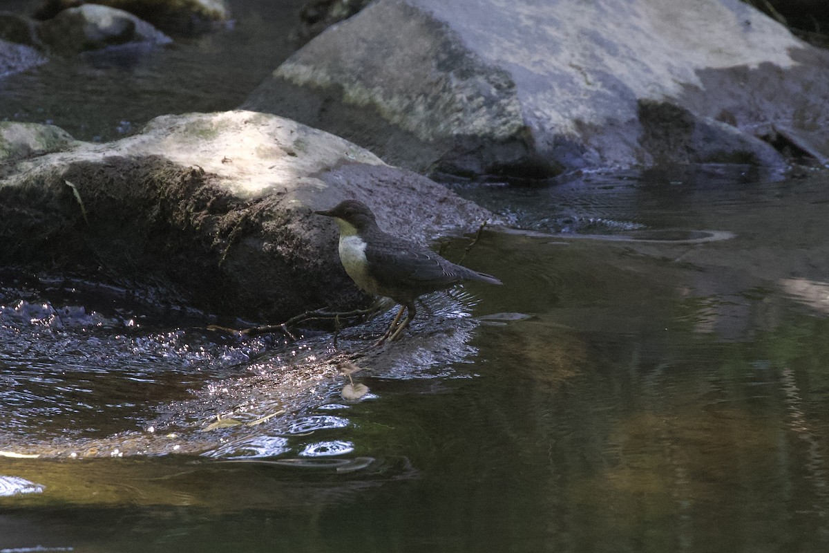 White-throated Dipper - ML638229883