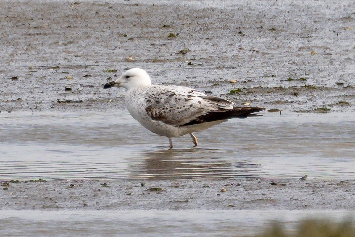Caspian Gull - ML638229906