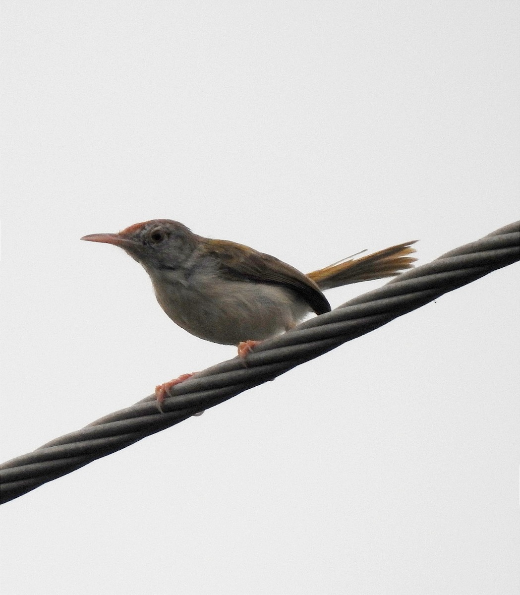 Common Tailorbird - ML638229921