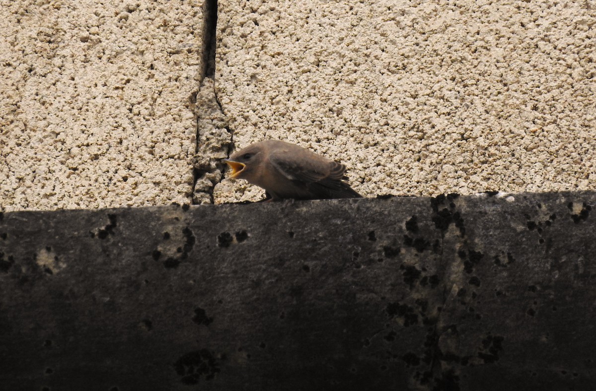 Eurasian Crag-Martin - ML638229936