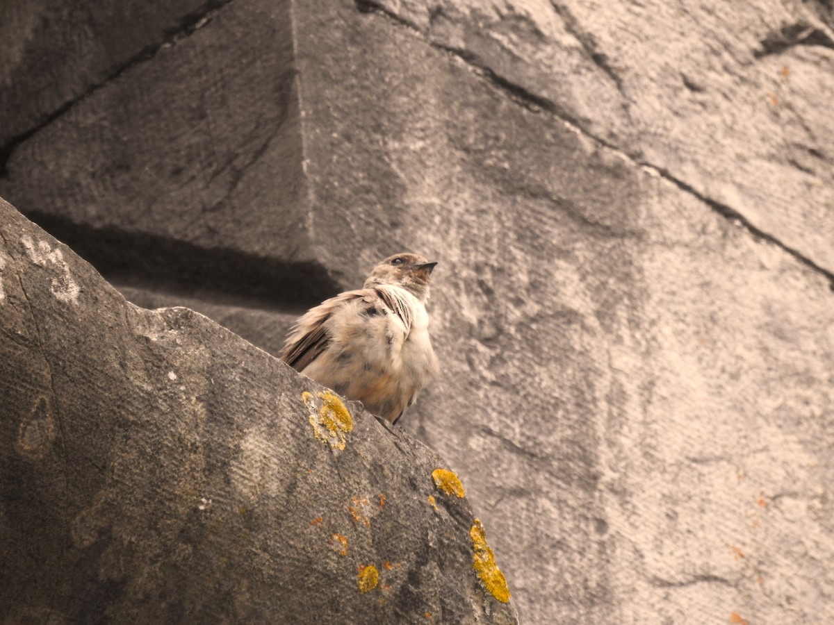 Eurasian Crag-Martin - ML638229938