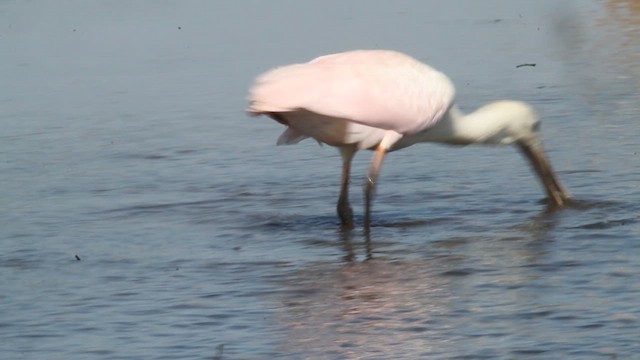 Roseate Spoonbill - ML638229949