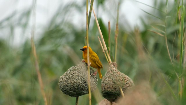 African Golden-Weaver - ML638229950