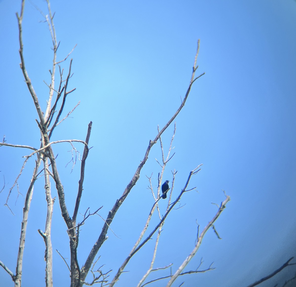 Fish Crow - ML638229958