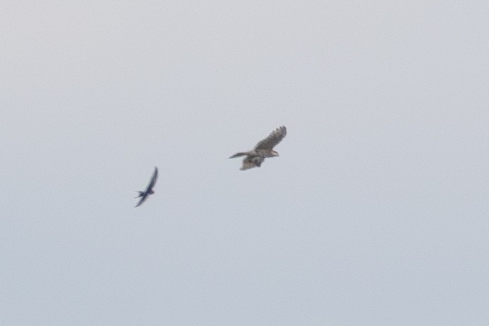 Sharp-shinned Hawk - ML638229986
