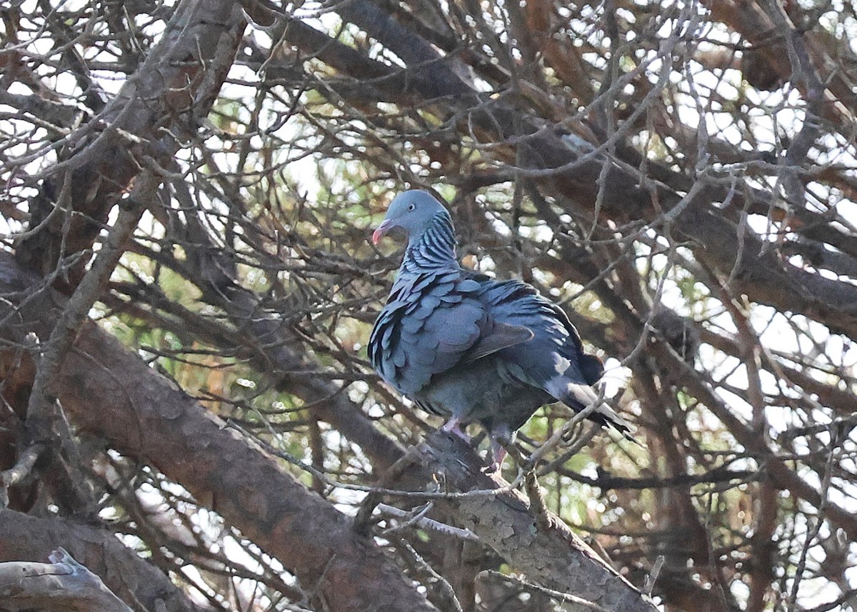Trocaz Pigeon - ML638230003