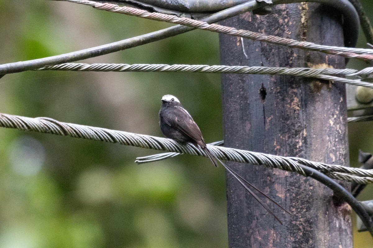 Long-tailed Tyrant - ML638230013
