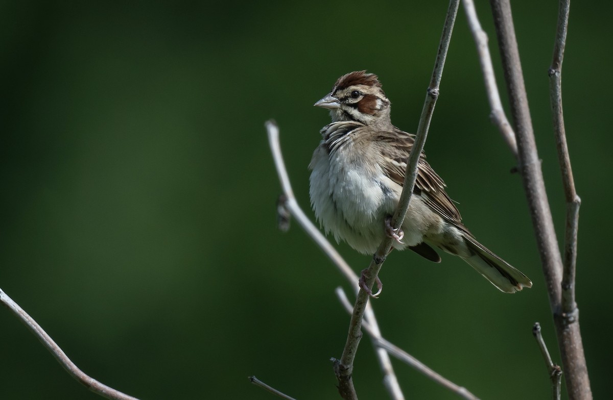 Lark Sparrow - ML638230015