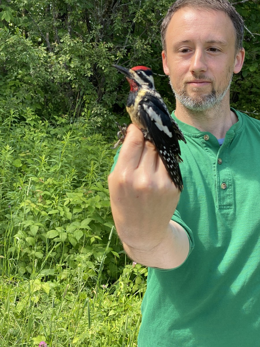 Yellow-bellied Sapsucker - ML638230017