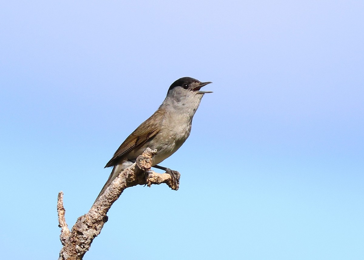 Eurasian Blackcap - ML638230019