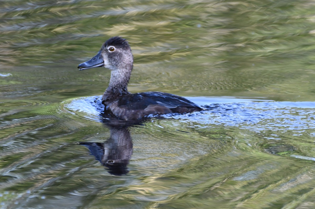 Ring-necked Duck - ML638230043
