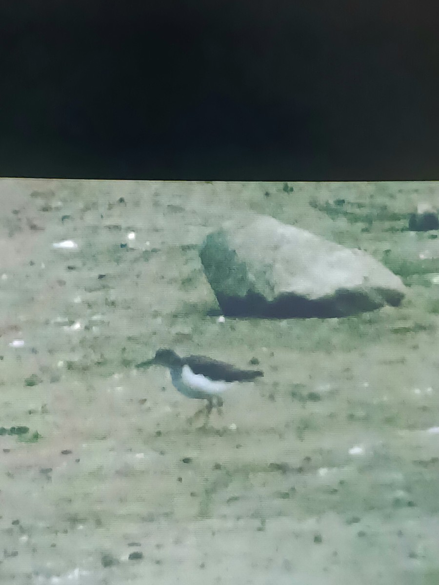 Solitary Sandpiper - ML638230053
