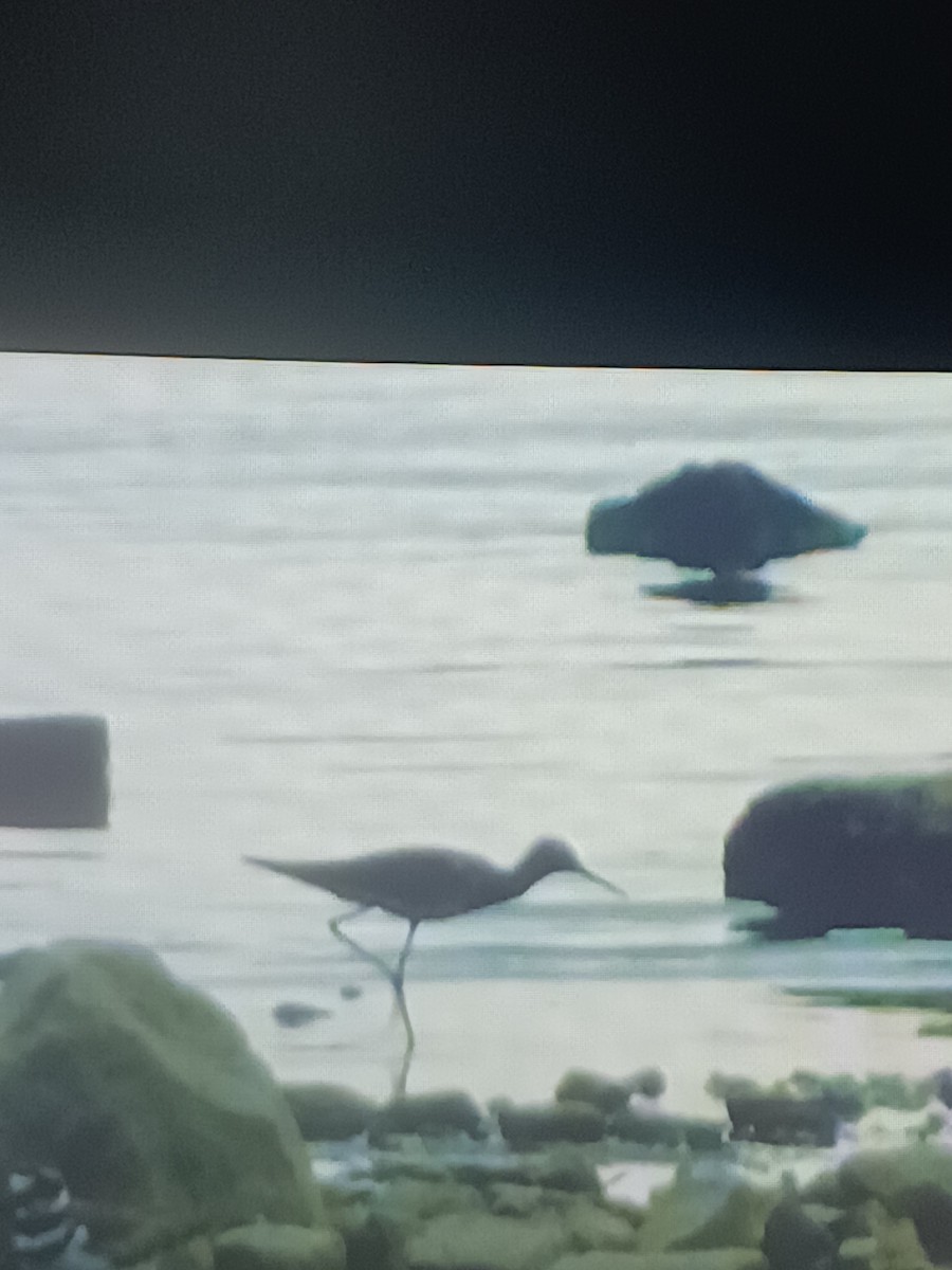 Black-necked Stilt - ML638230063
