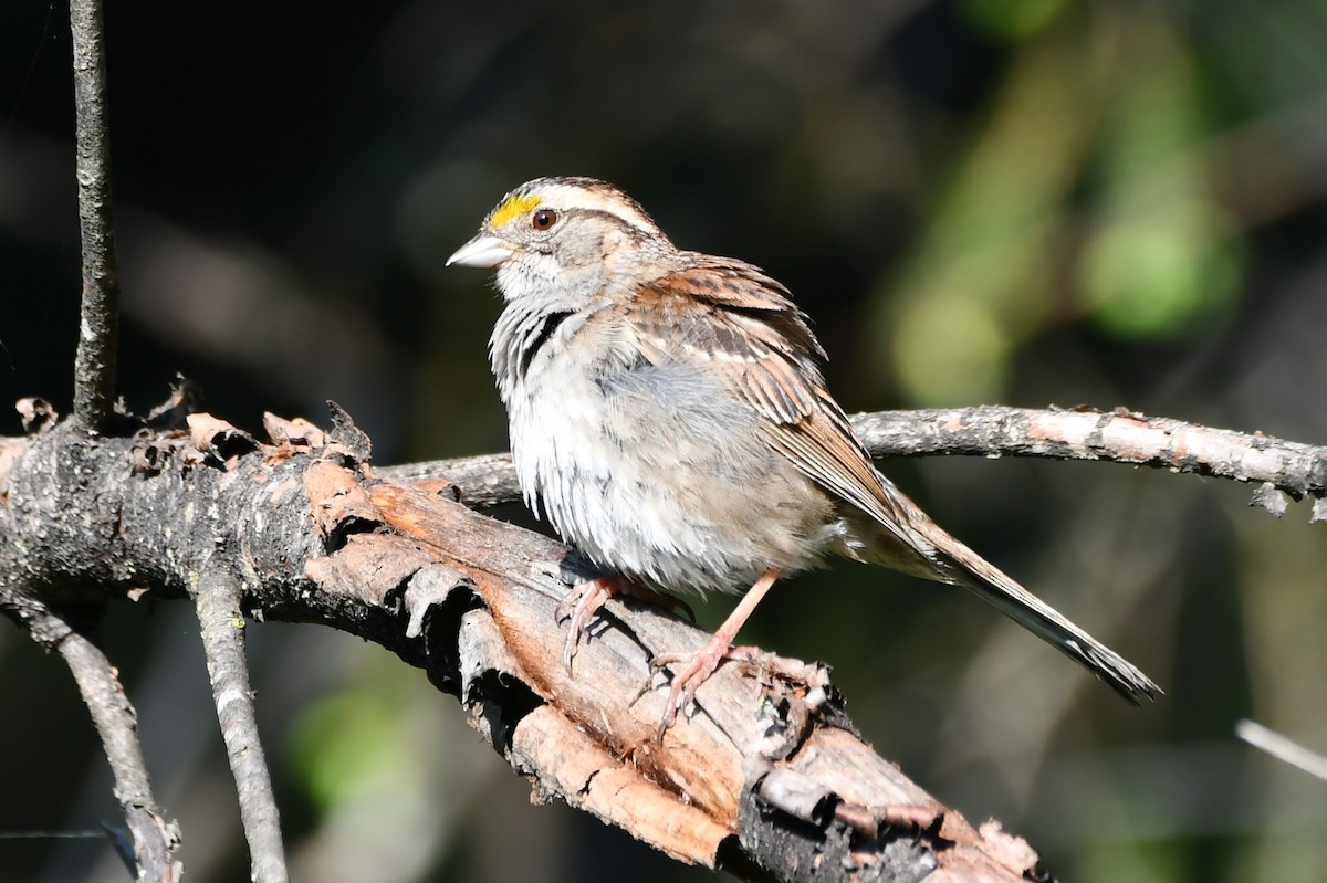 White-throated Sparrow - ML638230088