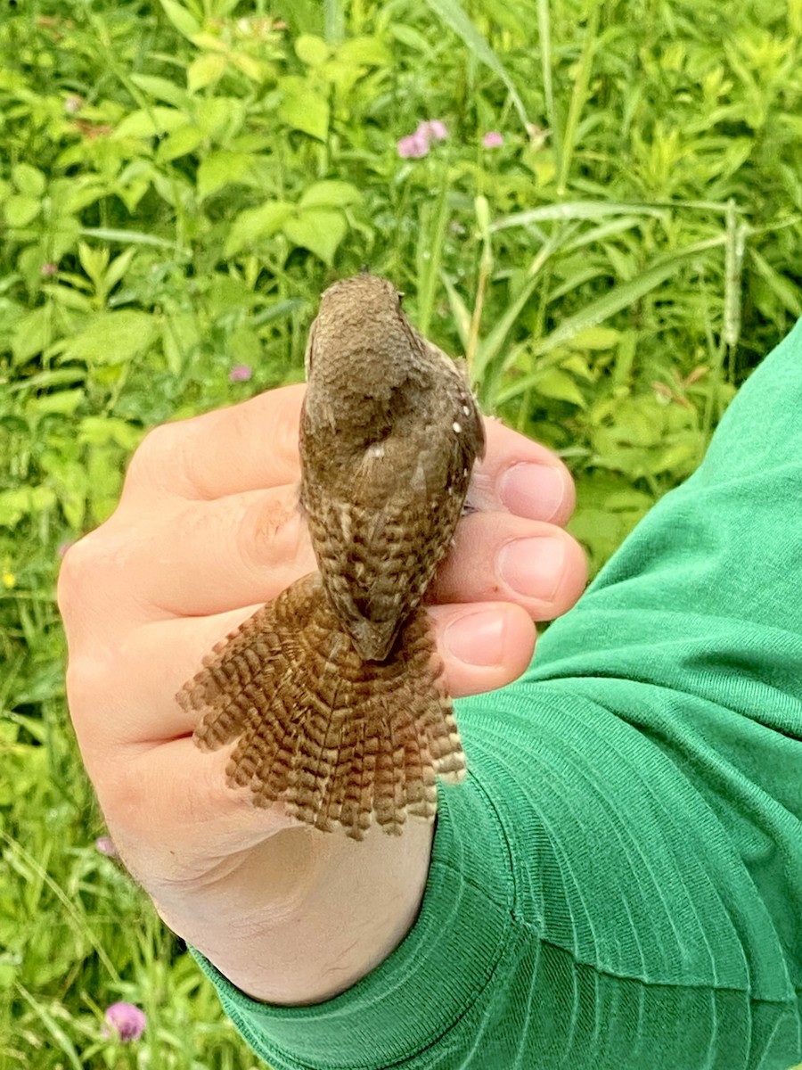 Northern House Wren - ML638230097