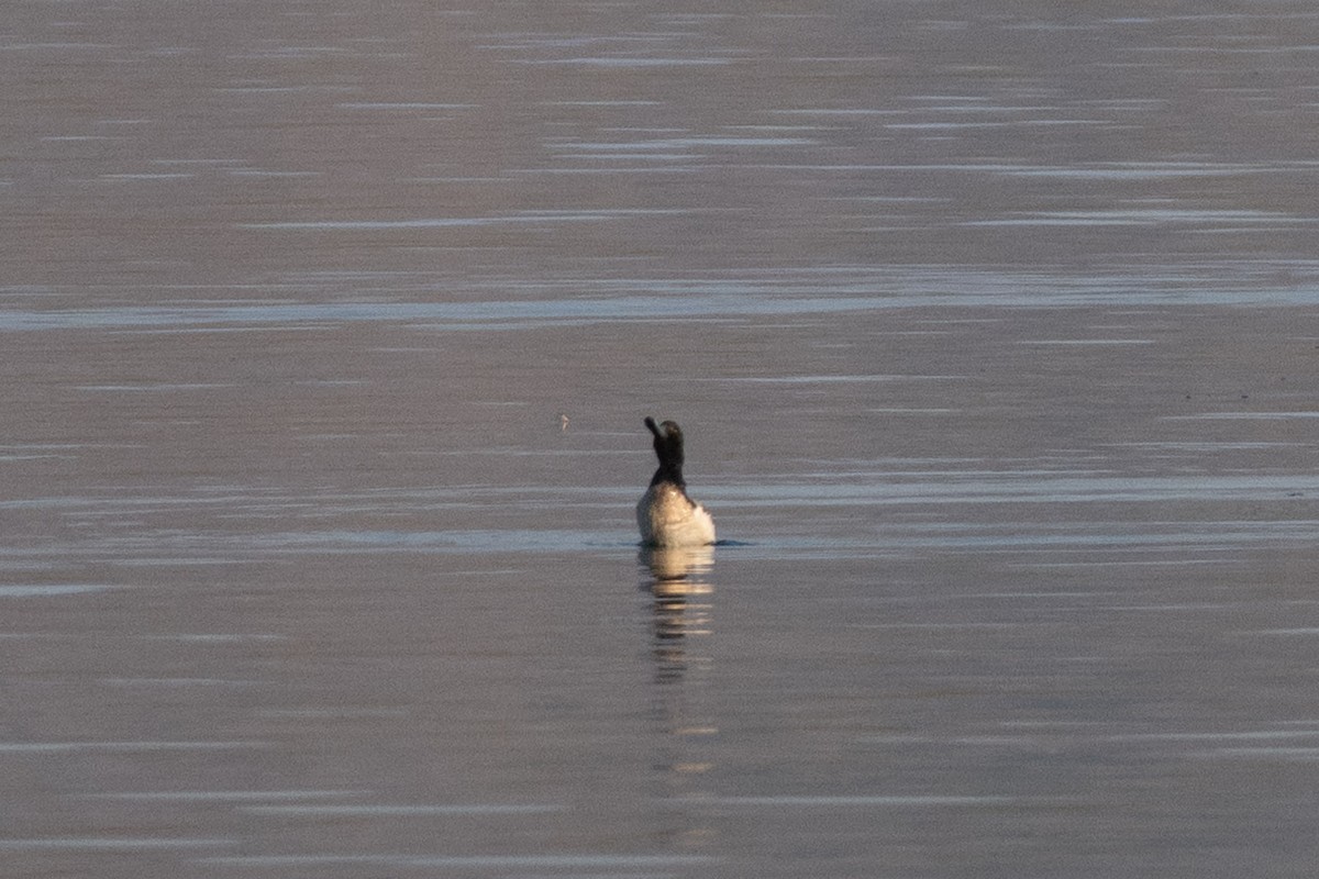 Greater Scaup - ML638230127