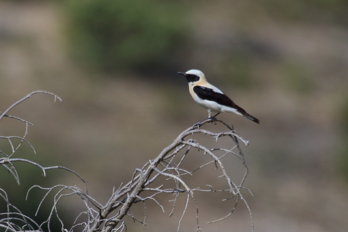 Western Black-eared Wheatear - ML638230147