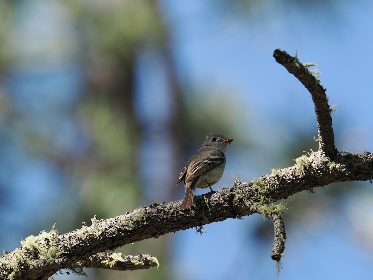 Hammond's Flycatcher - ML638230172