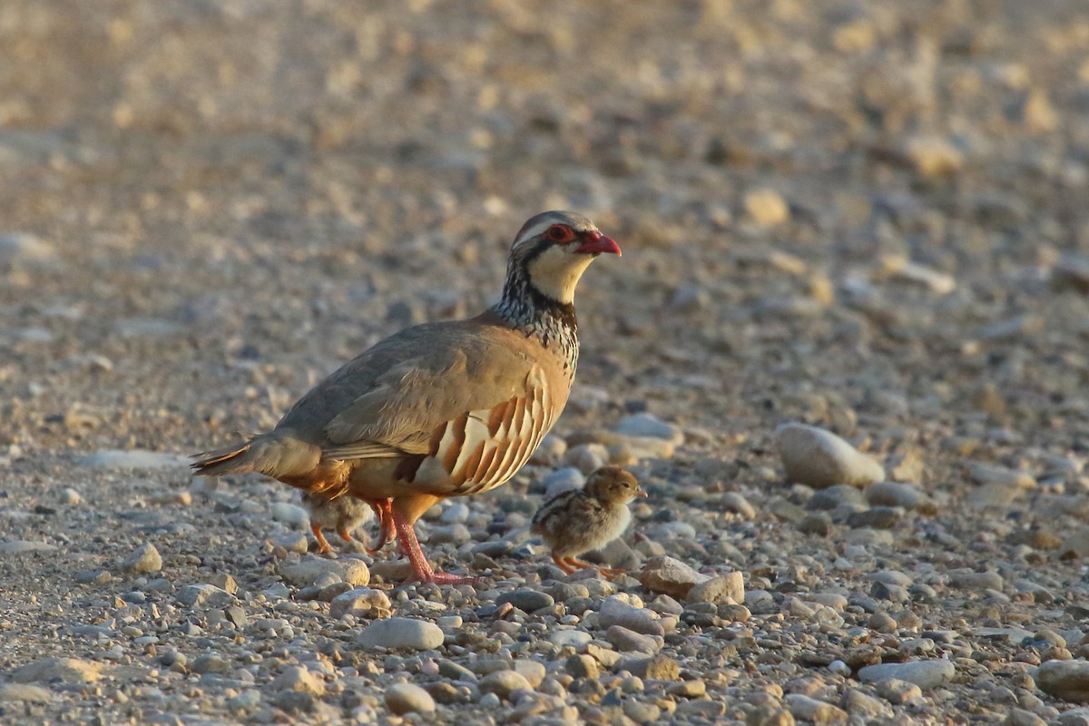 Red-legged Partridge - ML638230203