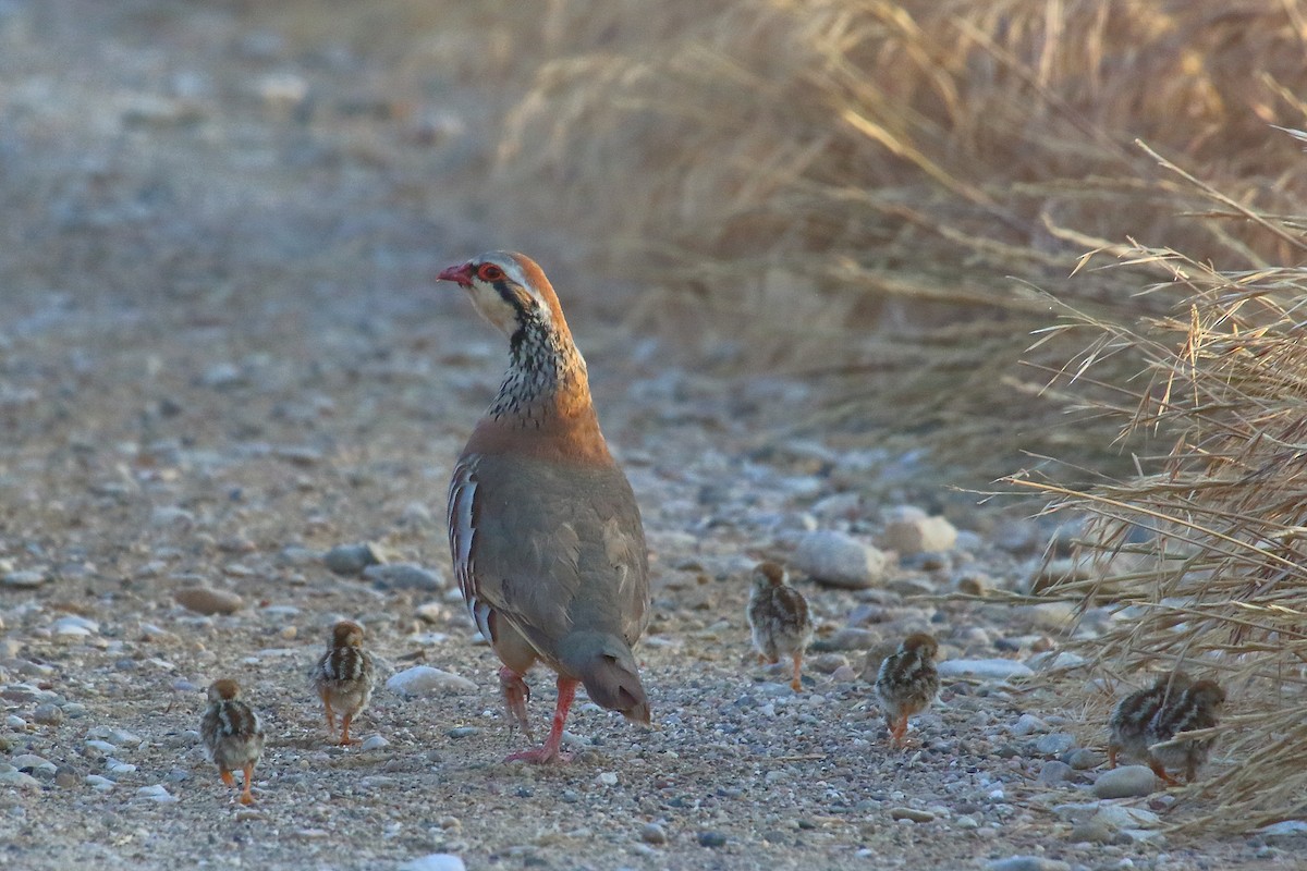 Red-legged Partridge - ML638230204