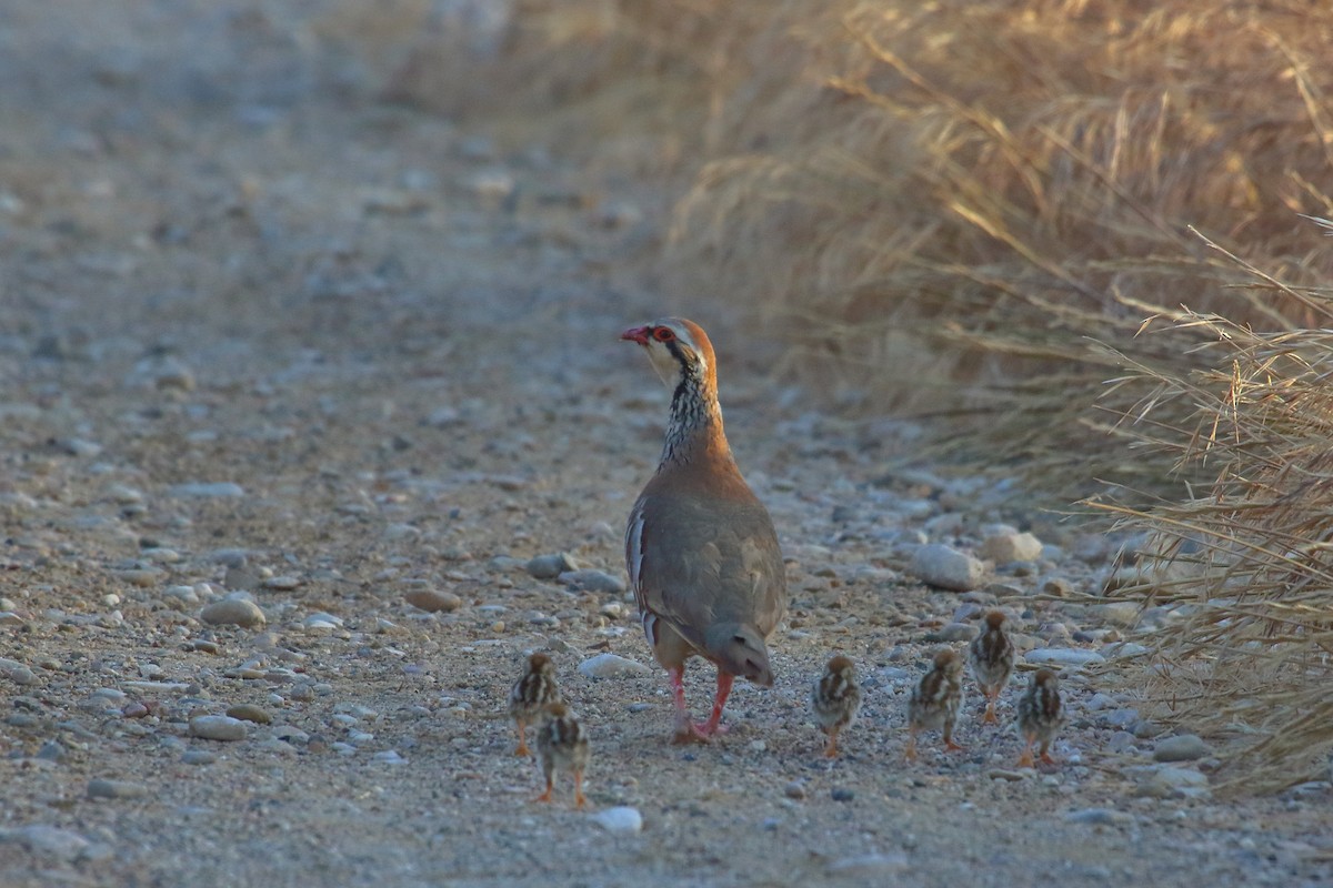 Red-legged Partridge - ML638230205