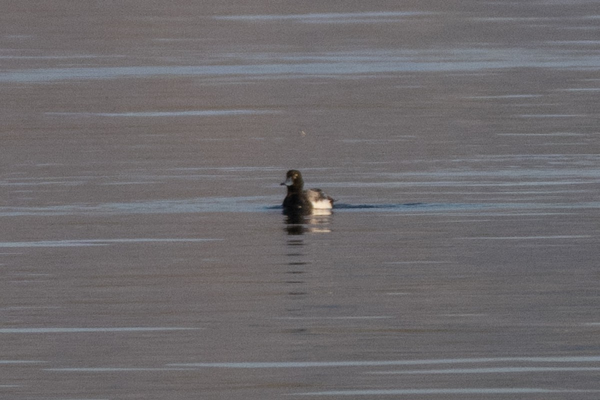 Greater Scaup - ML638230213