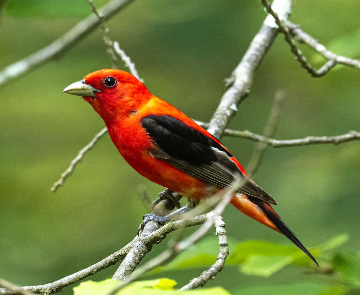Scarlet Tanager - ML638230222