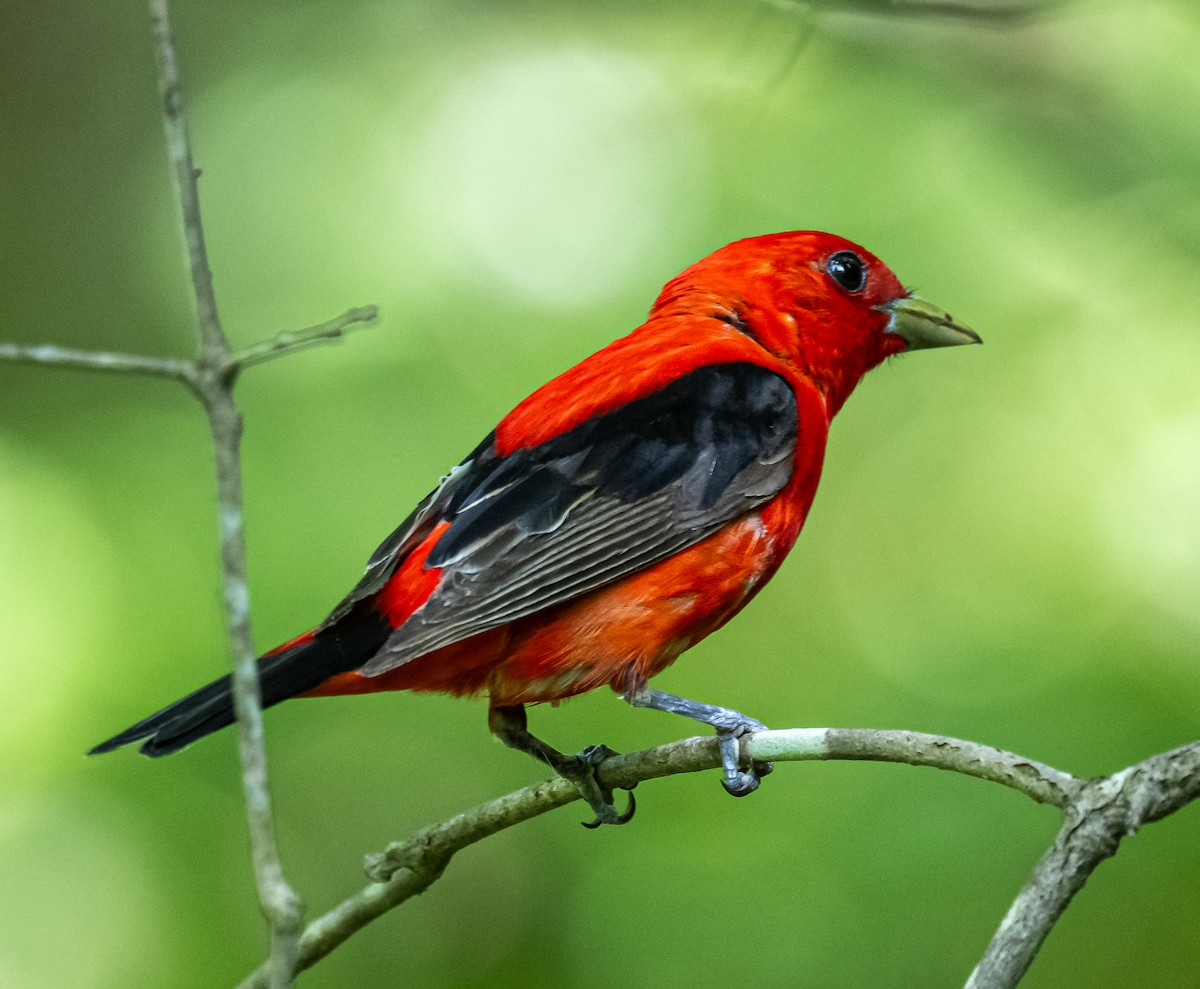 Scarlet Tanager - ML638230223