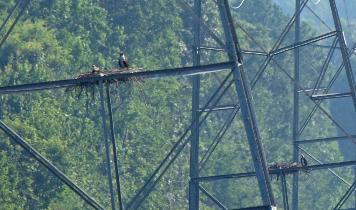 Osprey - ML638230269