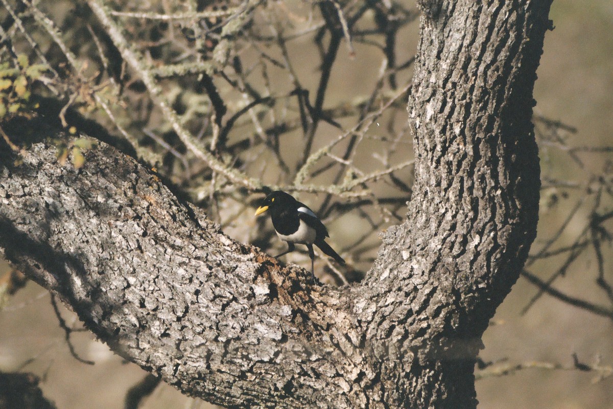 Yellow-billed Magpie - ML638230323