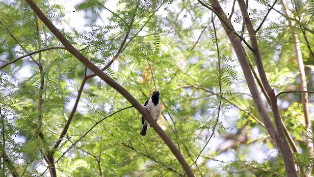 Spot-flanked Barbet - ML638230339