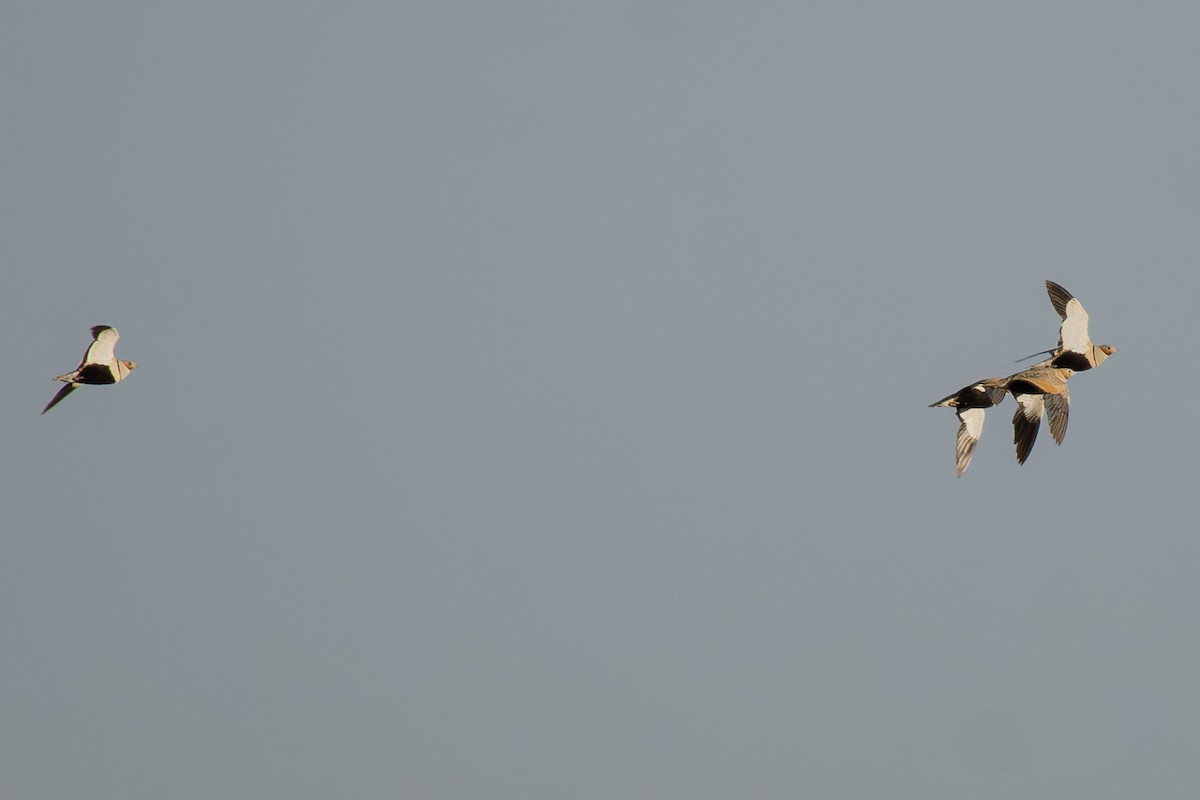 Black-bellied Sandgrouse - ML638230359