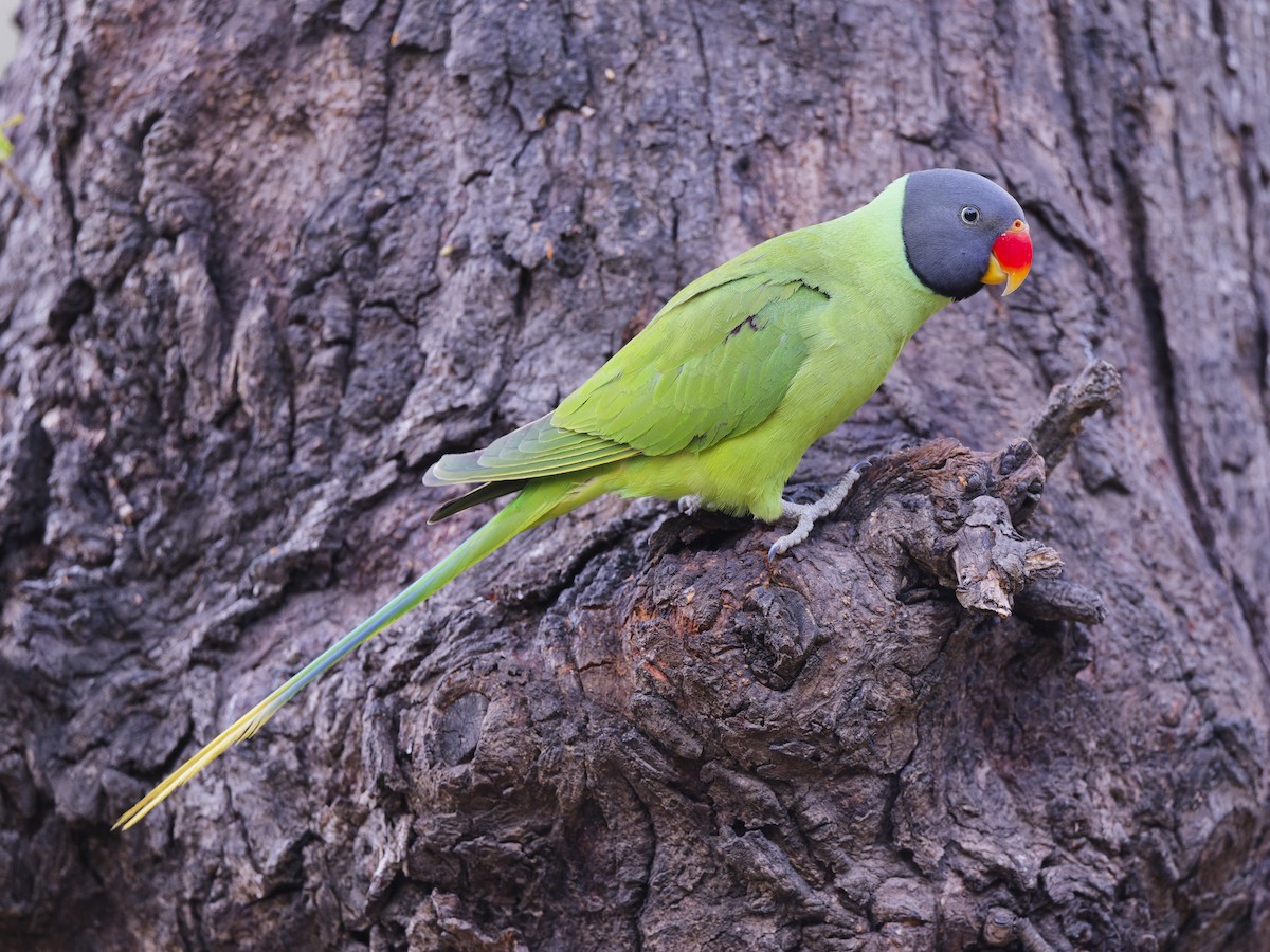 Slaty-headed Parakeet - ML638230360