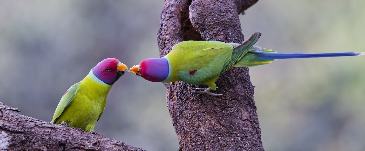Plum-headed Parakeet - ML638230364