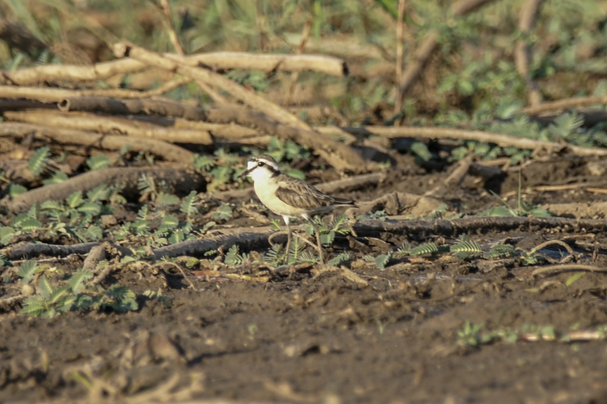 Kittlitz's Plover - ML638230372