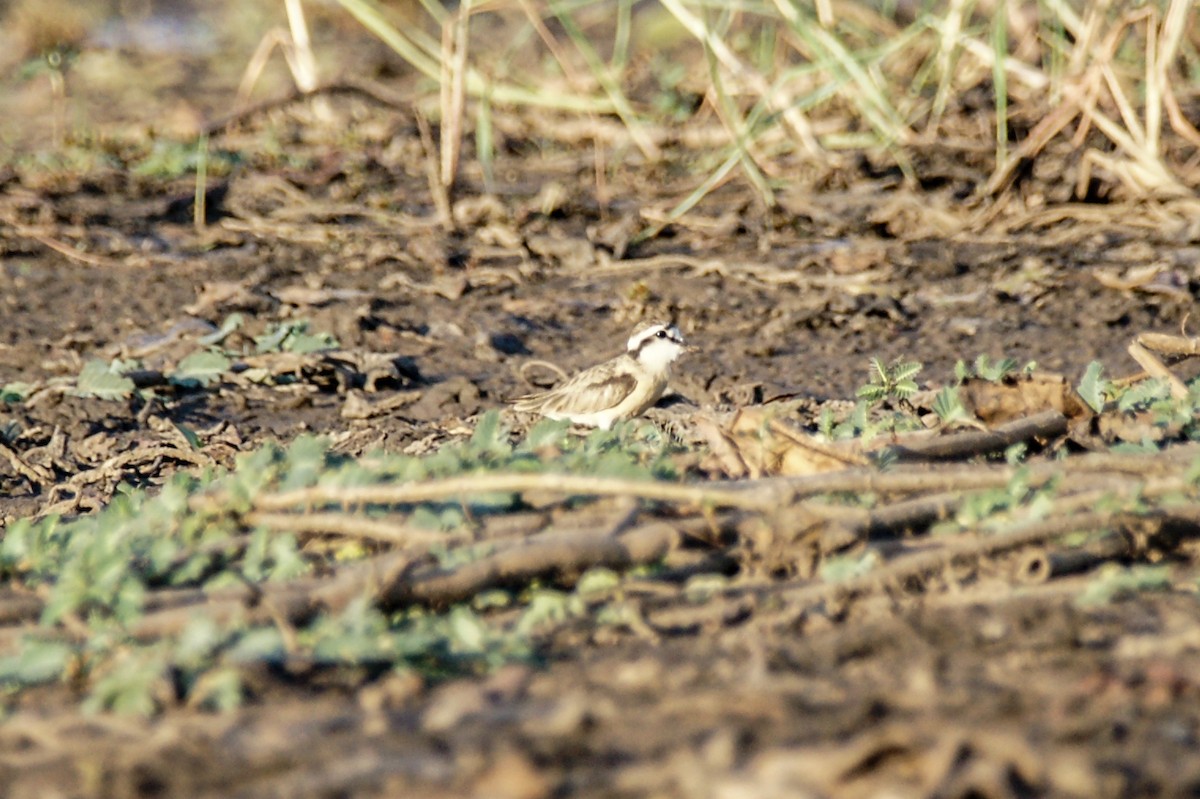 Kittlitz's Plover - ML638230373