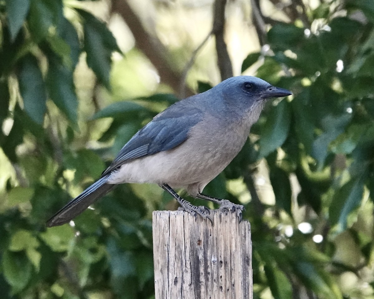 Mexican Jay (Arizona) - ML638230375