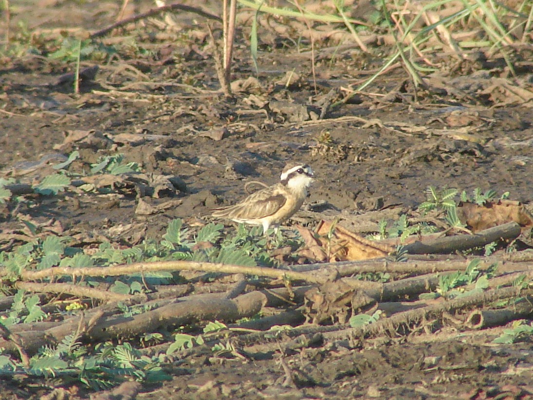 Kittlitz's Plover - ML638230376