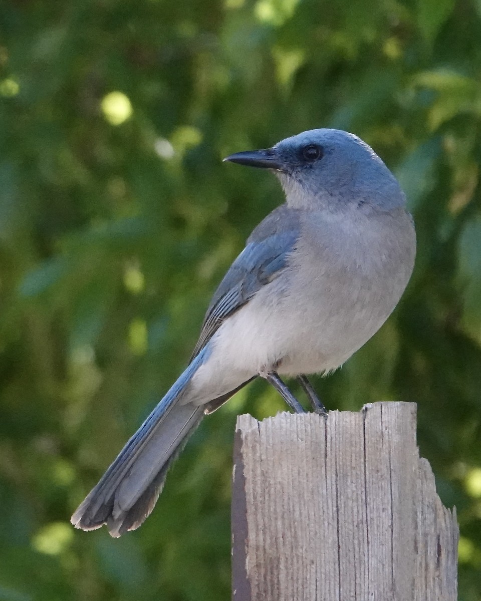 Mexican Jay (Arizona) - ML638230380