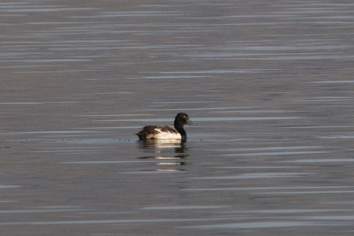 Greater Scaup - ML638230385