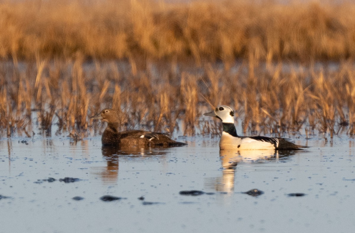 Steller's Eider - ML638230393