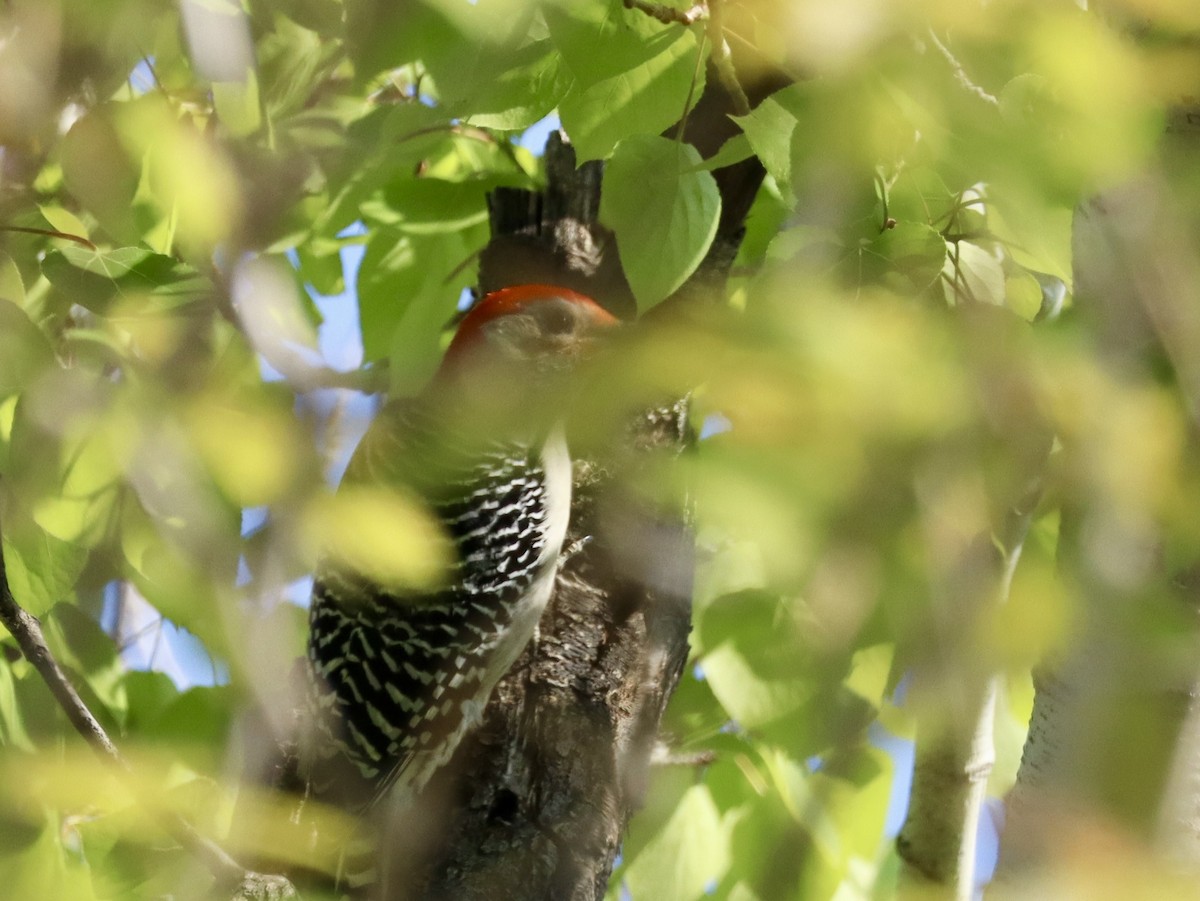 Red-bellied Woodpecker - ML638230397