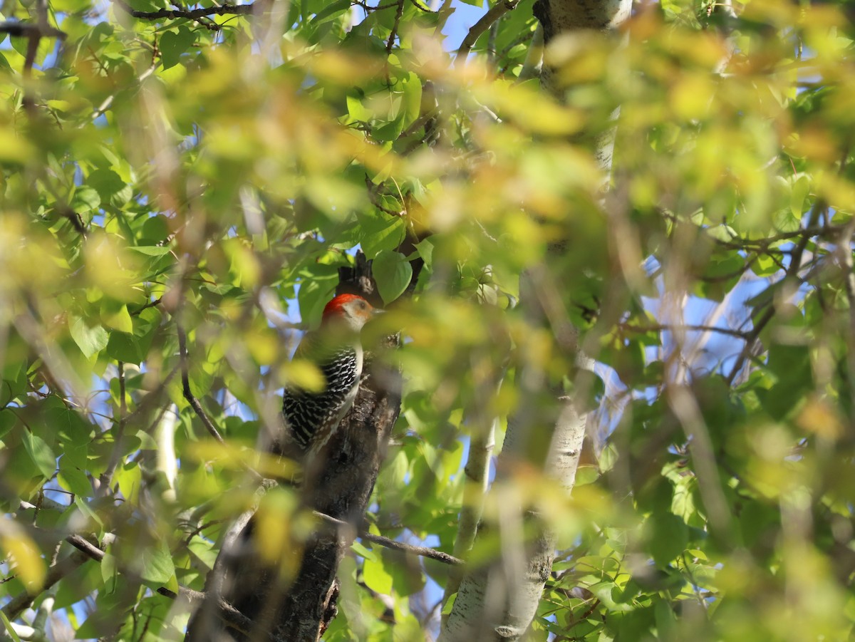 Red-bellied Woodpecker - ML638230398