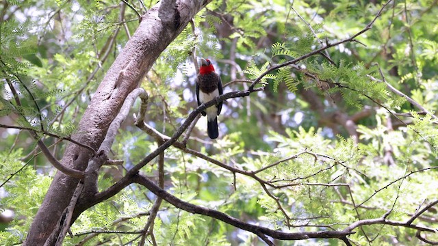 Brown-breasted Barbet - ML638230414