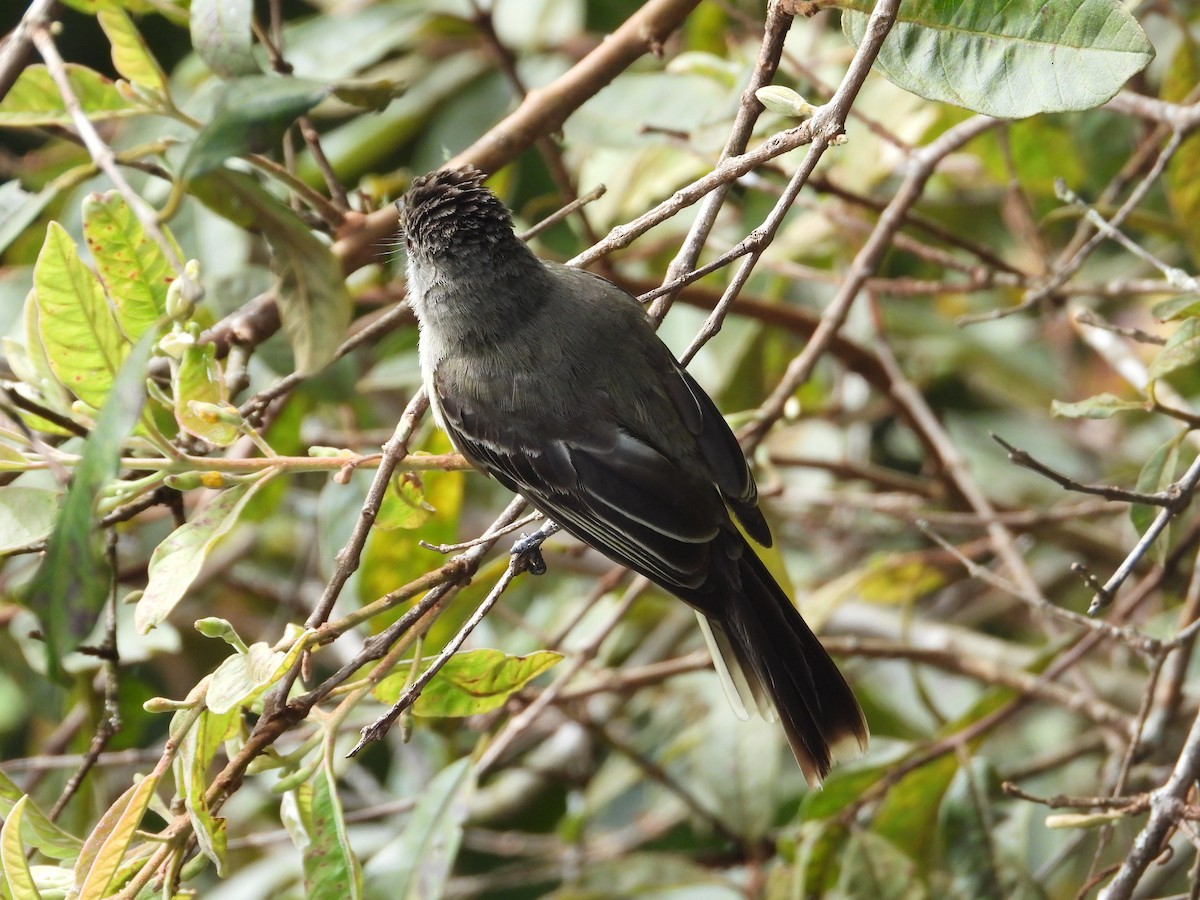 Apical Flycatcher - ML638230428
