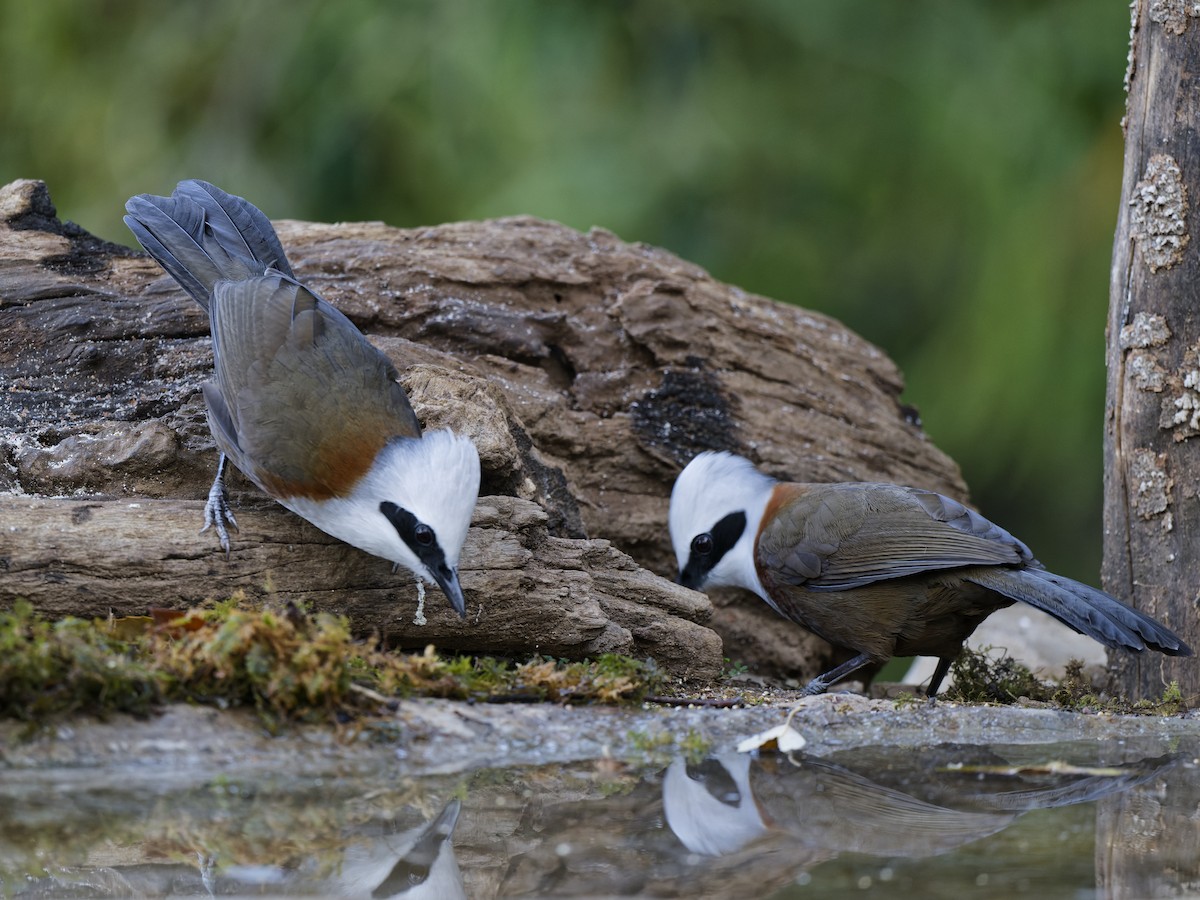 White-crested Laughingthrush - ML638230431